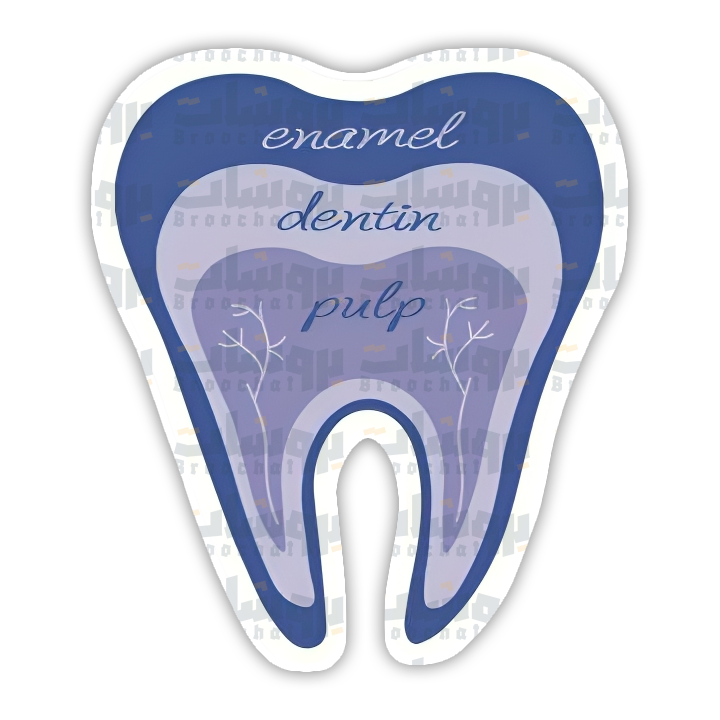 Tooth Anatomy Sticker