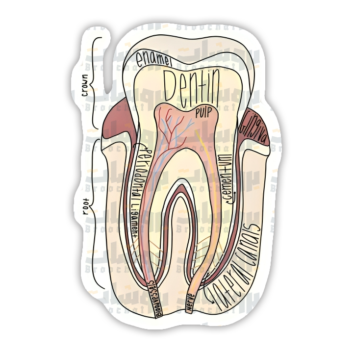 Dental anatomy Sticker