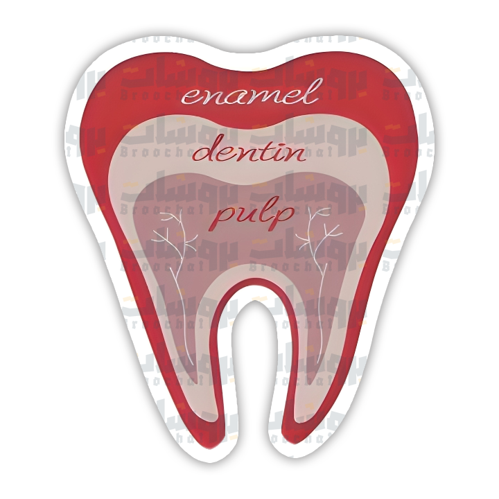 Tooth Anatomy Sticker