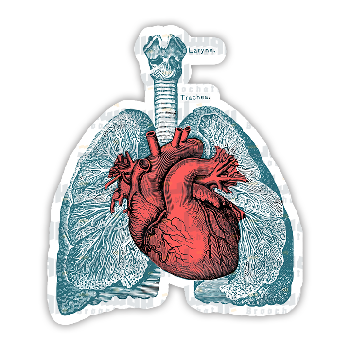 Red Heart and Lungs Human Anatomy Sticker