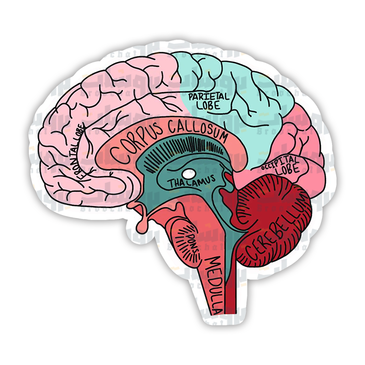 Brain Anatomy Sticker