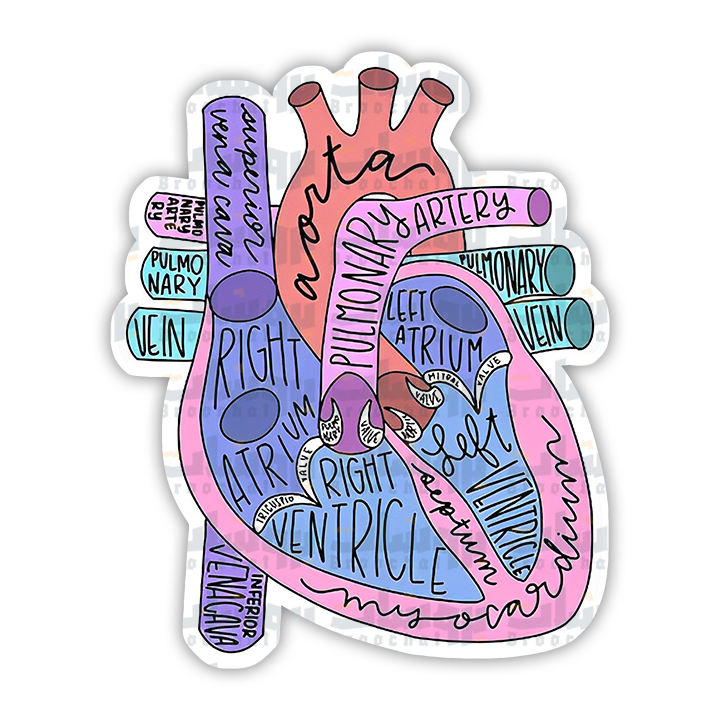 Heart Anatomy Sticker
