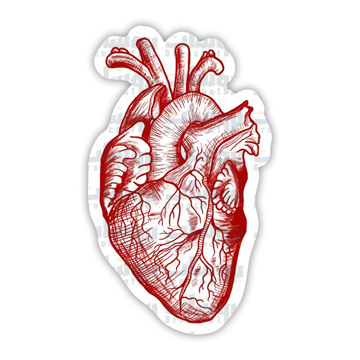 Human Heart Sticker (Red)