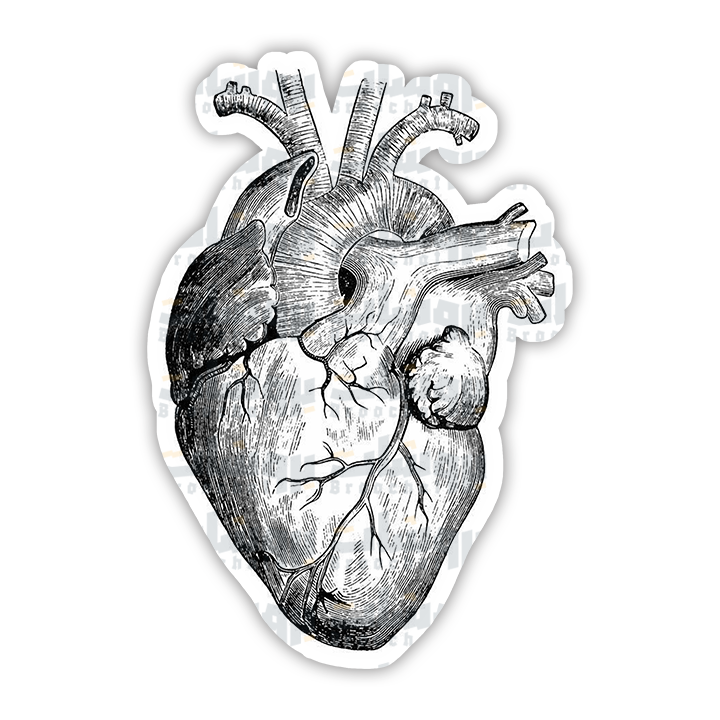 Human Heart Sticker