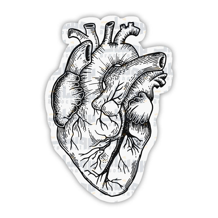 Human Heart Sticker