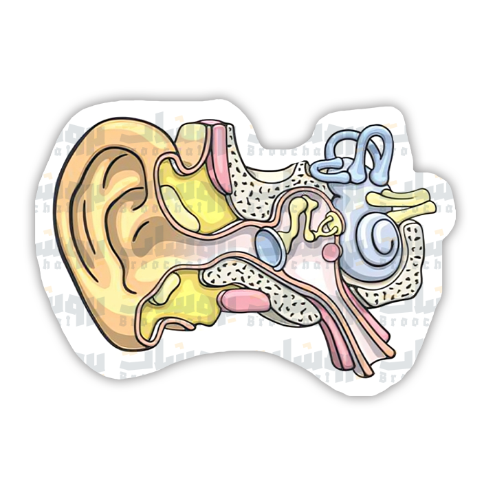 Human Inner Ear Sticker