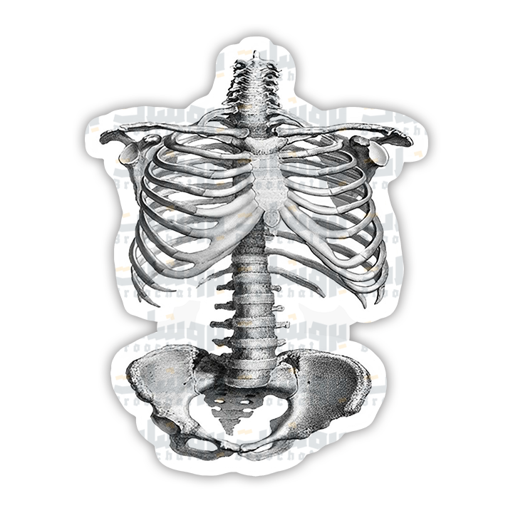 Rib cage Sticker
