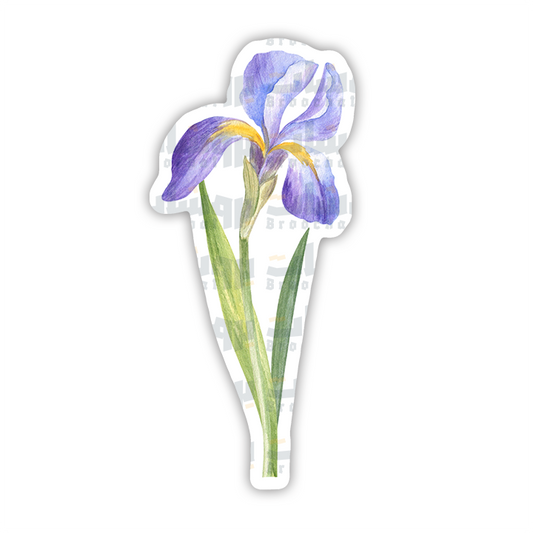 sticker Iris nigricans