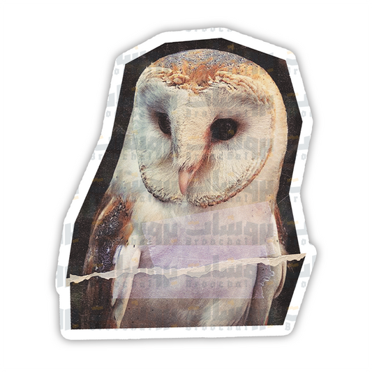 Owl Sticker