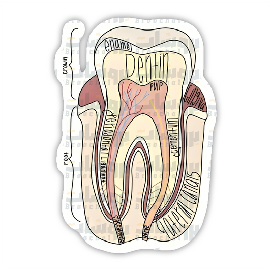 Dental anatomy  Sticker