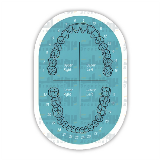tooth numbering system Sticker