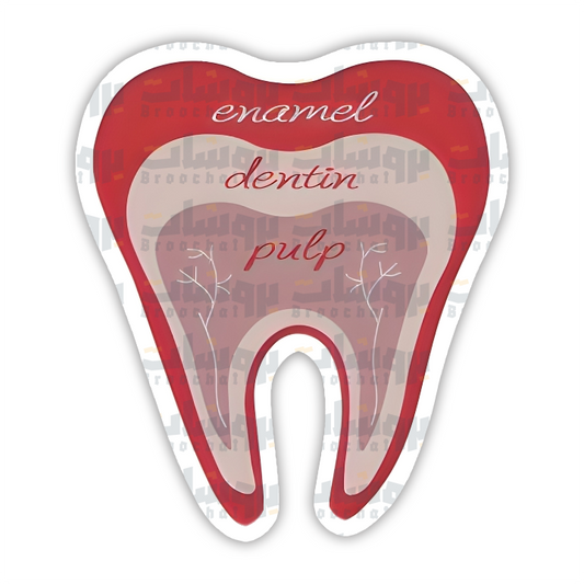 Tooth Anatomy Sticker